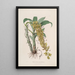 Sertum orchidaceum. Korona jednych z najpiękniejszych kwiatów orchidei Pl33 - John Lindley — oprawiony obraz na ścianie