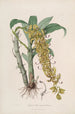 Sertum orchidaceum. Korona jednych z najpiękniejszych kwiatów orchidei Pl33 - John Lindley — widok dzieła