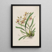 Sertum orchidaceum. Korona jednych z najpiękniejszych kwiatów orchidei Pl34 - John Lindley — oprawiony obraz na ścianie