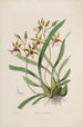 Sertum orchidaceum. Korona jednych z najpiękniejszych kwiatów orchidei Pl34 - John Lindley — widok dzieła