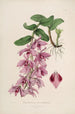 Sertum orchidaceum. Korona jednych z najpiękniejszych kwiatów orchidei Pl35 - John Lindley — widok dzieła