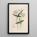 Sertum orchidaceum - Najpiękniejsza korona kwiatów orchidei Pl36 - John Lindley — oprawiony obraz na ścianie