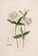 Sertum orchidaceum - Najpiękniejsza korona kwiatów orchidei Pl36 - John Lindley — widok dzieła
