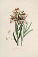 Sertum orchidaceum - Najpiękniejsza korona kwiatów orchidei Pl37 - John Lindley — widok dzieła