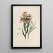 Sertum orchidaceum - Najpiękniejsza korona kwiatów orchidei Pl37 - John Lindley — oprawiony obraz na ścianie