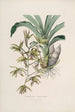 Sertum orchidaceum - Najpiękniejsza korona kwiatów orchidei Pl38 - John Lindley — widok dzieła
