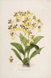 Sertum orchidaceum - Najpiękniejsza korona kwiatów orchidei Pl39 - John Lindley — widok dzieła