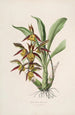 Sertum orchidaceum - Najpiękniejsza korona kwiatów orchidei Pl41 - John Lindley — widok dzieła