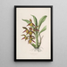 Sertum orchidaceum - Najpiękniejsza korona kwiatów orchidei Pl41 - John Lindley — oprawiony obraz na ścianie