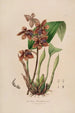 Sertum orchidaceum - Najpiękniejsza korona kwiatów orchidei Pl43 - John Lindley — widok dzieła