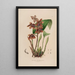 Sertum orchidaceum - Najpiękniejsza korona kwiatów orchidei Pl43 - John Lindley — oprawiony obraz na ścianie