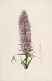 Sertum orchidaceum - Najpiękniejsza korona kwiatów orchidei Pl44 - John Lindley — widok dzieła