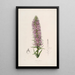 Sertum orchidaceum - Najpiękniejsza korona kwiatów orchidei Pl44 - John Lindley — oprawiony obraz na ścianie