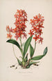 Sertum orchidaceum - Najpiękniejsza korona kwiatów orchidei Pl45 - John Lindley — widok dzieła