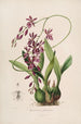 Sertum orchidaceum - Najpiękniejsza korona kwiatów orchidei Pl46 - John Lindley — widok dzieła