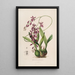 Sertum orchidaceum - Najpiękniejsza korona kwiatów orchidei Pl46 - John Lindley — oprawiony obraz na ścianie