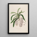 Sertum orchidaceum. Najpiękniejsza korona kwiatów orchidei. Pl47 - John Lindley — oprawiony obraz na ścianie