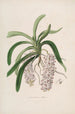 Sertum orchidaceum. Najpiękniejsza korona kwiatów orchidei. Pl47 - John Lindley — widok dzieła