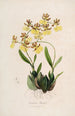 Sertum orchidaceum - Najpiękniejsza korona kwiatów orchidei Pl48 - John Lindley — widok dzieła
