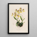 Sertum orchidaceum - Najpiękniejsza korona kwiatów orchidei Pl48 - John Lindley — oprawiony obraz na ścianie