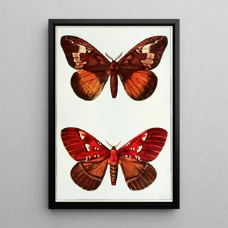 John Merton Aldrich - Moths.webp