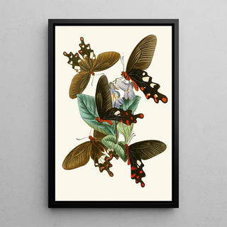 John Obadiah Westwood - The cabinet of oriental entomology Pl I.webp