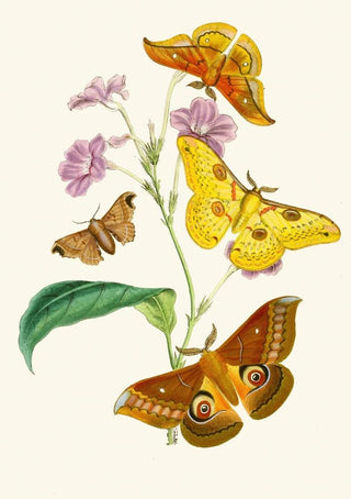 John Obadiah Westwood - The cabinet of oriental entomology Pl XIII.webp