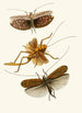 Le cabinet d'entomologie orientale Pl XVII - John Obadiah Westwood — widok dzieła