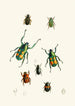Le cabinet d'entomologie orientale Pl XVIII - John Obadiah Westwood — widok dzieła