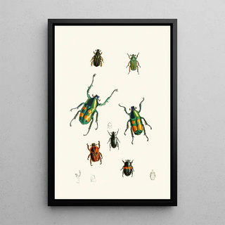 John Obadiah Westwood - The cabinet of oriental entomology Pl XVIII.webp