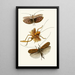 Le cabinet d'entomologie orientale Pl XVII - John Obadiah Westwood — oprawiony obraz na ścianie