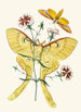 Le cabinet d'entomologie orientale Pl XXIII - John Obadiah Westwood — widok dzieła