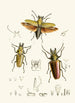 Le cabinet d'entomologie orientale Pl XXIV - John Obadiah Westwood — widok dzieła