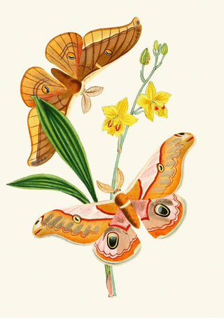 John Obadiah Westwood - The cabinet of oriental entomology Pl XXI.webp