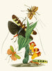 Le cabinet d'entomologie orientale Pl XXVI - John Obadiah Westwood — widok dzieła