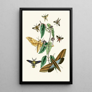 John Obadiah Westwood - The cabinet of oriental entomology Pl XXXI.webp
