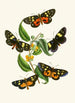 Le cabinet d'entomologie orientale Pl XXXIV - John Obadiah Westwood — widok dzieła