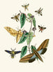 Le cabinet d'entomologie orientale Pl XXXI - John Obadiah Westwood — widok dzieła
