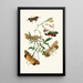 Le cabinet d'entomologie orientale Pl XXXVII - John Obadiah Westwood — oprawiony obraz na ścianie