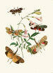 Le cabinet d'entomologie orientale Pl XXXVII - John Obadiah Westwood — widok dzieła