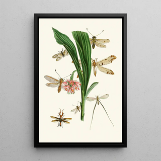 John Obadiah Westwood - The cabinet of oriental entomology Pl XXXV.webp