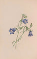 Immortelle - John Stevens Henslow — widok dzieła