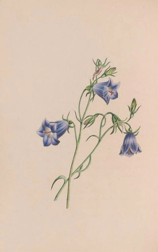 John Stevens Henslow - Everlasting.webp