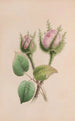 Mauve musquée - John Stevens Henslow — widok dzieła