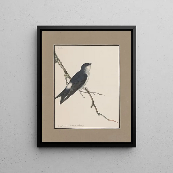 John William Lewin - Original watercolour drawings of birds and eggs Pl29.webp