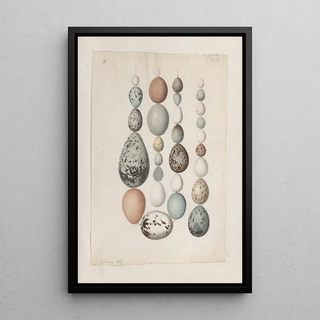 John William Lewin - Original watercolour drawings of birds and eggs Pl40.webp