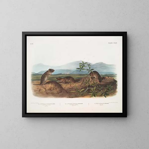 Arvicola de Townsend, Arvicola à nez pointu, Rat des rives - John Woodhouse Audubon — oprawiony obraz na ścianie
