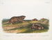Rat à poche du sud, musaraigne de Dekay - John Woodhouse Audubon — widok dzieła