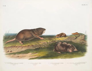 John Woodhouse Audubon - 1 Pseudostoma Floridana Southern Pouched Rat 2 Sorex Dekayi Dekays Shrew.webp