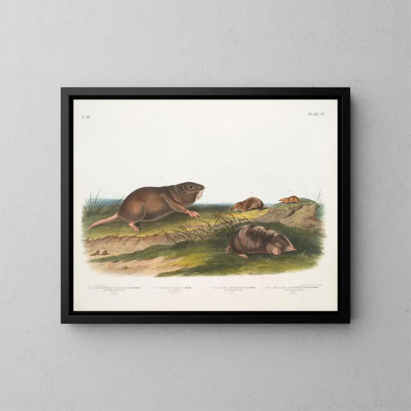 Rat à poche du sud, musaraigne de Dekay - John Woodhouse Audubon — oprawiony obraz na ścianie